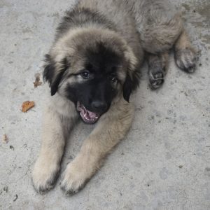 laya