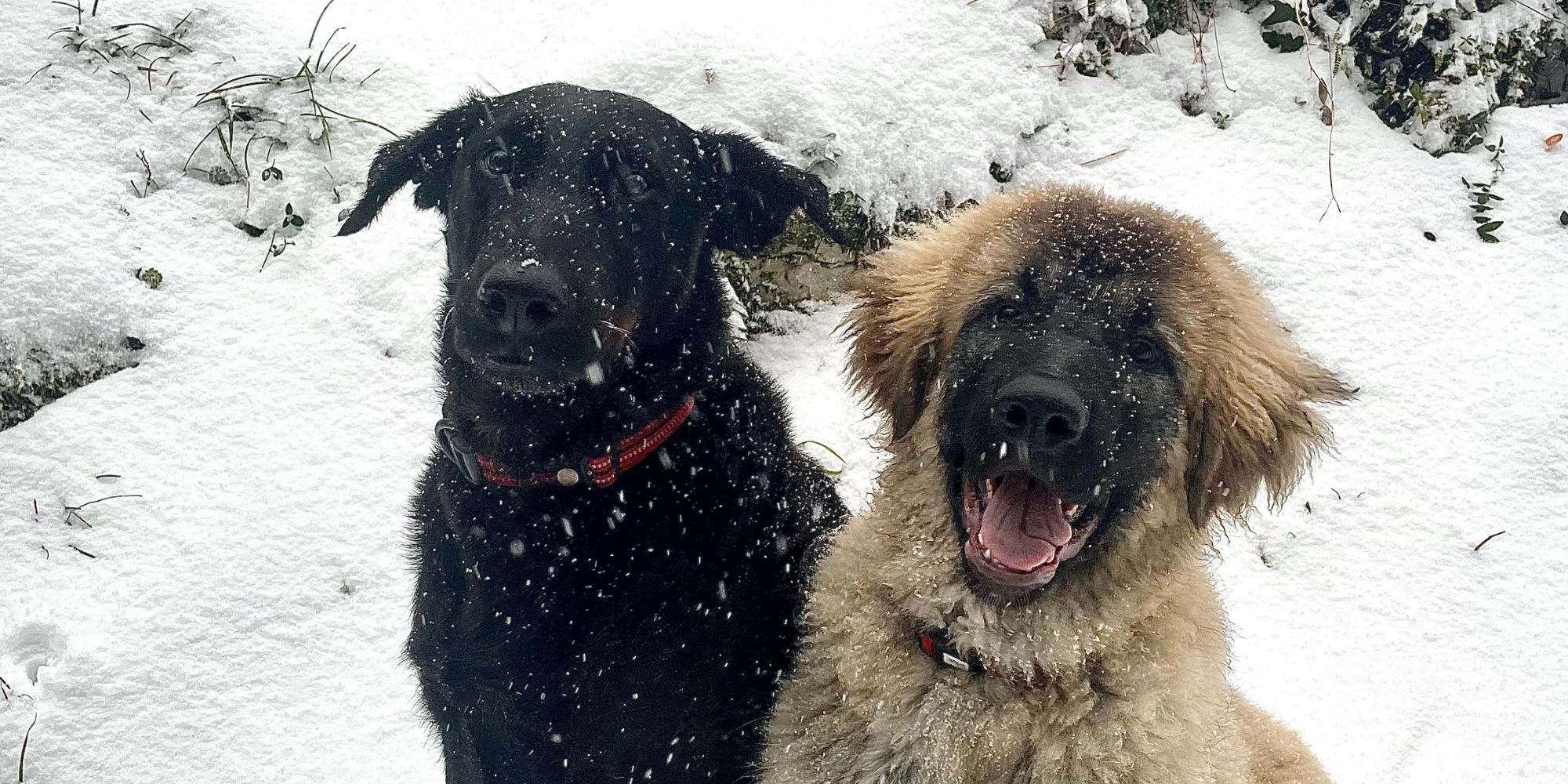 nos chiens